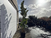 Paradijsvogelplant xl - strelitzia augusta - hoogte ca. 330 cm - afbeelding 4 van  8