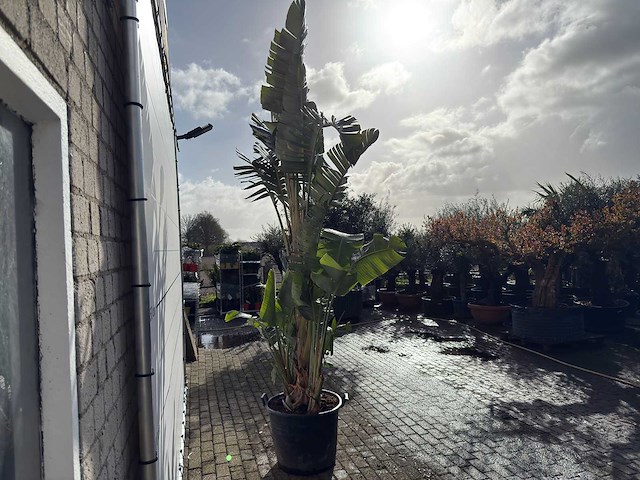 Paradijsvogelplant xl - strelitzia augusta - hoogte ca. 330 cm - afbeelding 5 van  8