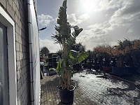 Paradijsvogelplant xl - strelitzia augusta - hoogte ca. 330 cm - afbeelding 5 van  8
