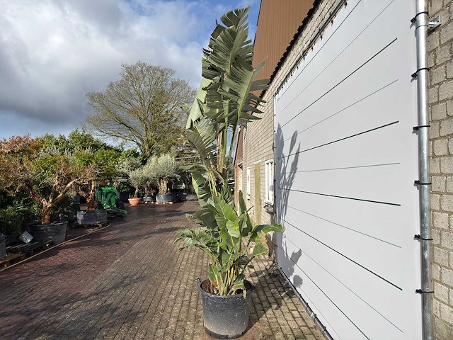 Paradijsvogelplant xl - strelitzia augusta - hoogte ca. 330 cm - afbeelding 6 van  8