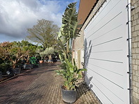 Paradijsvogelplant xl - strelitzia augusta - hoogte ca. 330 cm - afbeelding 6 van  8