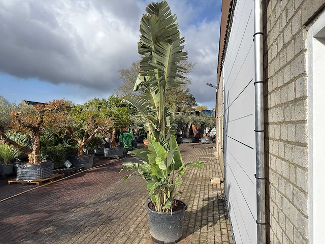 Paradijsvogelplant xl - strelitzia augusta - hoogte ca. 330 cm - afbeelding 7 van  8