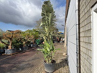 Paradijsvogelplant xl - strelitzia augusta - hoogte ca. 330 cm - afbeelding 7 van  8