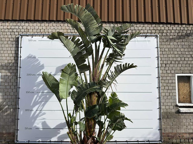 Paradijsvogelplant xl - strelitzia augusta - hoogte ca. 330 cm - afbeelding 8 van  8