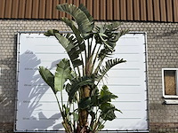Paradijsvogelplant xl - strelitzia augusta - hoogte ca. 330 cm - afbeelding 8 van  8