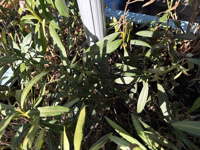 Parasol - afbeelding 4 van  5