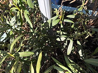 Parasol - afbeelding 4 van  5