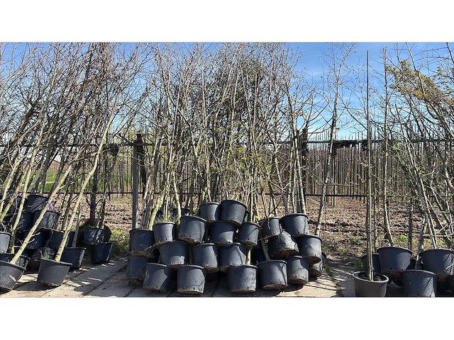 Parkboom (35x) - afbeelding 1 van  2