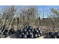 Parkboom (35x) - afbeelding 1 van  2