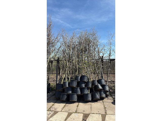 Parkboom (35x) - afbeelding 2 van  2