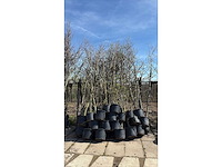 Parkboom (35x) - afbeelding 2 van  2