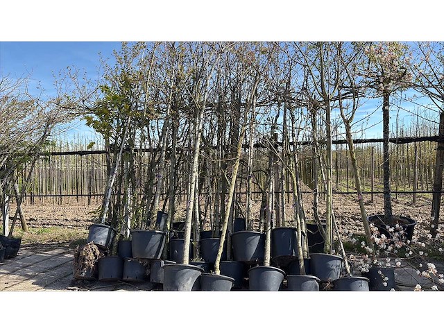 Parkboom (35x) - afbeelding 1 van  1