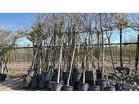 Parkboom (35x) - afbeelding 1 van  1