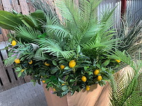 Partij - kunstplanten - afbeelding 1 van  1