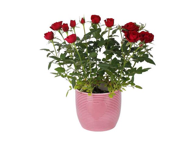 Partij aardewerk (circa 217 pallets) - afbeelding 93 van  132