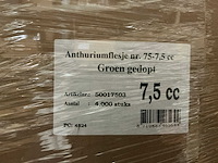 Partij anthuriumflesjes nr. 75-7,5cc groen gedopt (68000x) - afbeelding 3 van  3