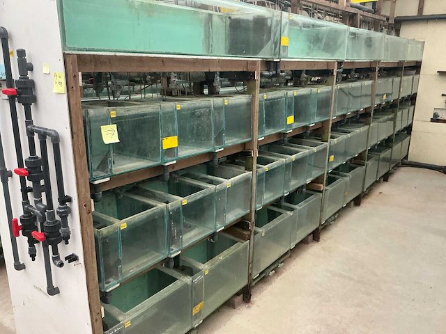 Partij aquariums (circa 1700 stuks) - afbeelding 11 van  23