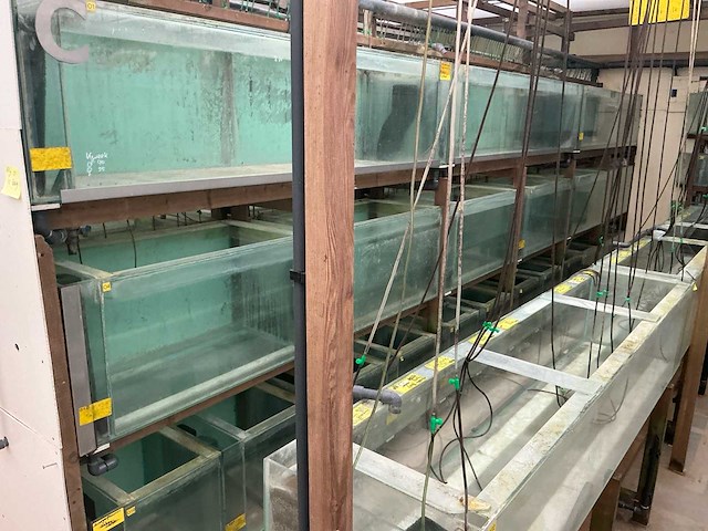 Partij aquariums (circa 1700 stuks) - afbeelding 17 van  23