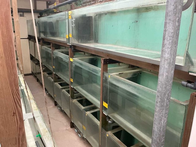 Partij aquariums (circa 1700 stuks) - afbeelding 18 van  23