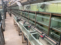 Partij aquariums (circa 1700 stuks) - afbeelding 9 van  20