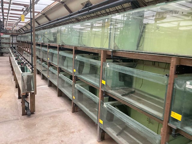 Partij aquariums (circa 1700 stuks) - afbeelding 11 van  20