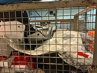 Partij auto onderdelen - afbeelding 14 van  15