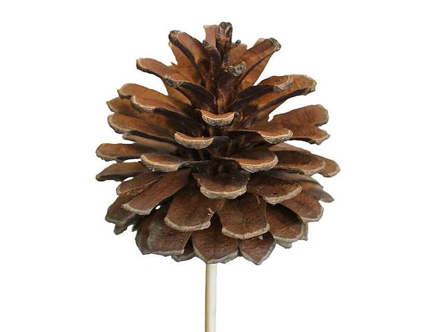 Partij bijstekers (circa 539 pallets) - afbeelding 246 van  406