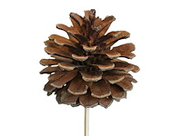 Partij bijstekers (circa 539 pallets) - afbeelding 246 van  406