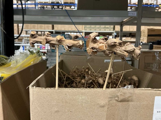 Partij bijstekers coco bunch 9cm+12cm stok (2210x) - afbeelding 2 van  4