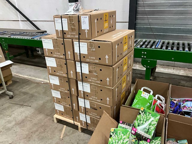 Partij bloembollen - afbeelding 4 van  5