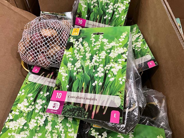 Partij bloembollen - afbeelding 5 van  5