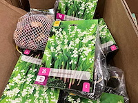 Partij bloembollen - afbeelding 5 van  5