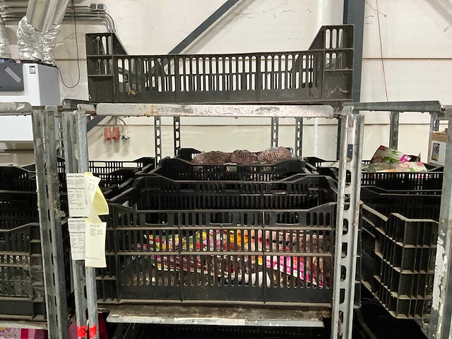 Partij bloembollen - afbeelding 3 van  11