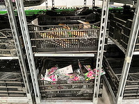 Partij bloembollen - afbeelding 4 van  11