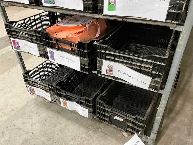 Partij bloembollen - afbeelding 7 van  11