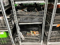 Partij bloembollen - afbeelding 9 van  11