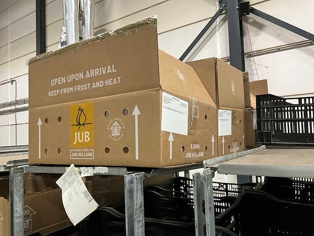 Partij bloembollen - afbeelding 10 van  11