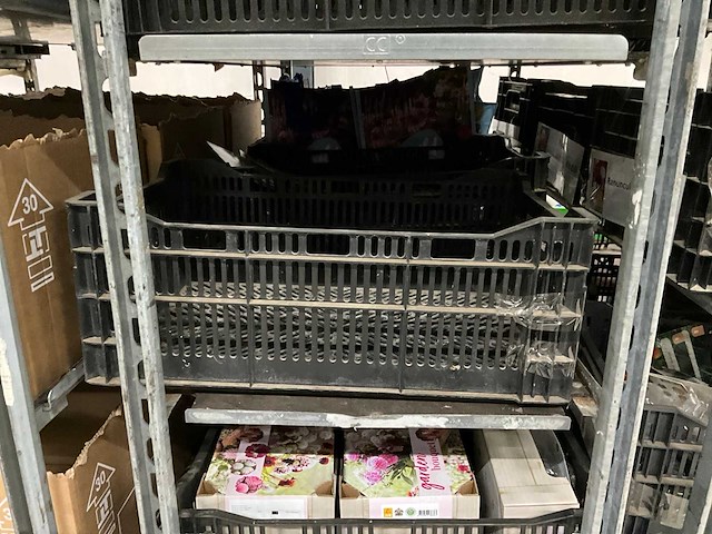 Partij bloembollen - afbeelding 11 van  11