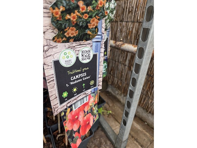 Partij bloemen - afbeelding 2 van  11