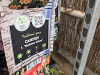 Partij bloemen - afbeelding 2 van  11