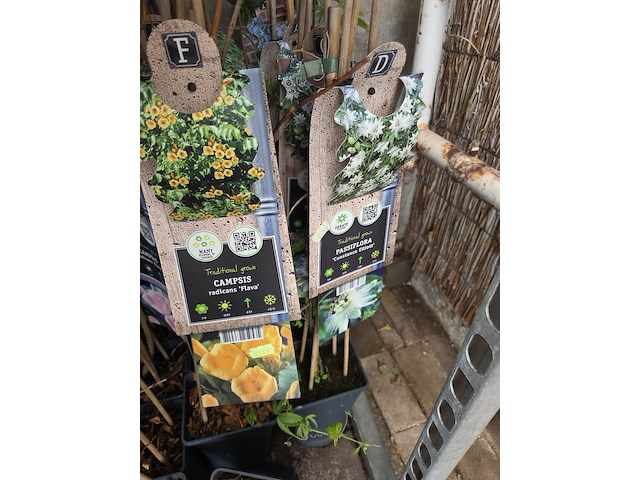 Partij bloemen - afbeelding 3 van  11