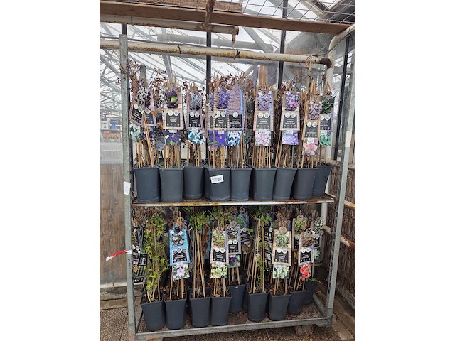 Partij bloemen - afbeelding 1 van  11