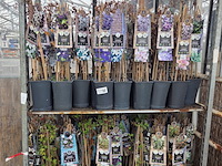 Partij bloemen - afbeelding 1 van  11