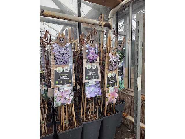 Partij bloemen - afbeelding 4 van  11