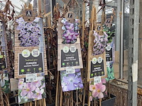 Partij bloemen - afbeelding 4 van  11