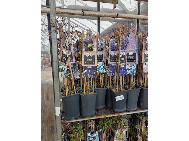 Partij bloemen - afbeelding 6 van  11