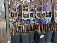 Partij bloemen - afbeelding 6 van  11