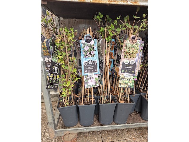 Partij bloemen - afbeelding 8 van  11