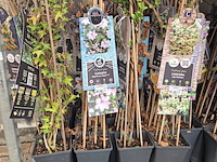 Partij bloemen - afbeelding 8 van  11