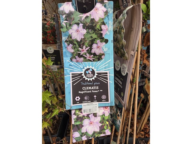 Partij bloemen - afbeelding 9 van  11